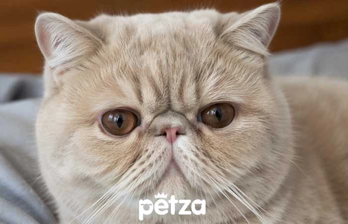 Exotic Shorthair Kedi Özellikleri