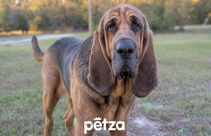 Bloodhound Köpeği Özellikleri