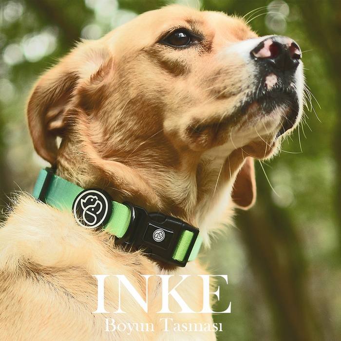 Köpek Boyun Tasması Inke