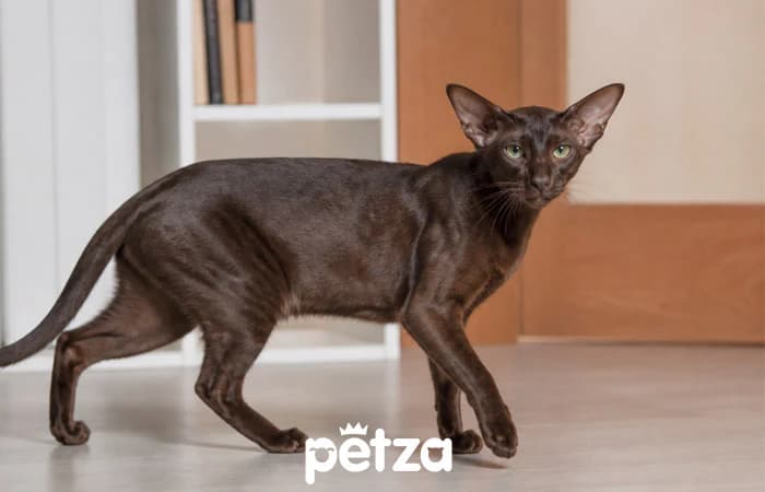 Oriental Shorthair Özellikleri