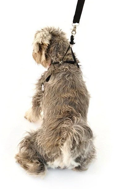 Köpek Göğüs Tasması ve Uzatması Patu Siyah