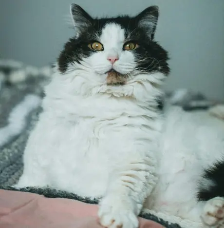 Selkirk Rex Kedi Özellikleri