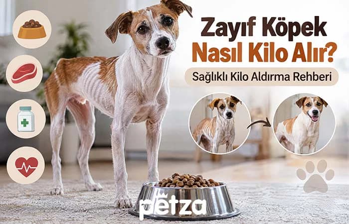 Zayıf Köpek Nasıl Kilo Alır?
