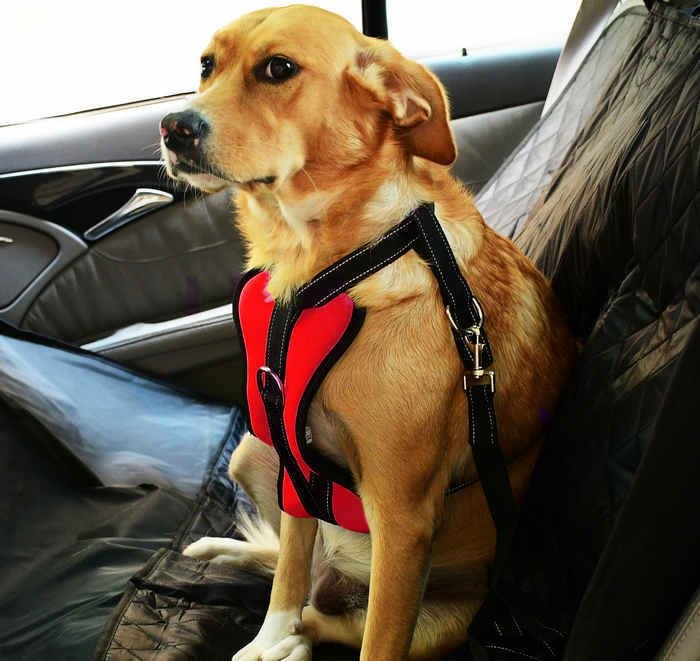 Köpek Araç Emniyet Kemeri ve Tasması  Arnav Kırmızı