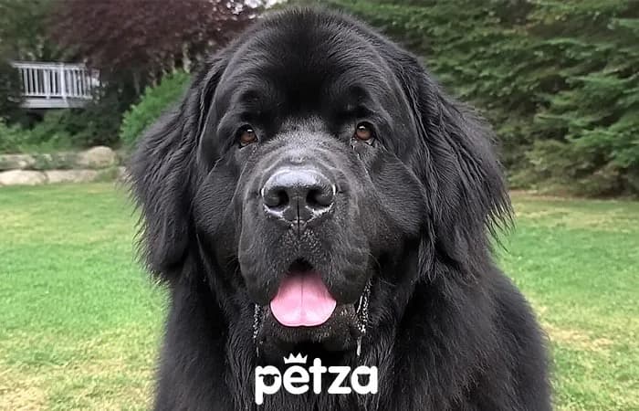 Newfoundland Köpeği Özellikleri
