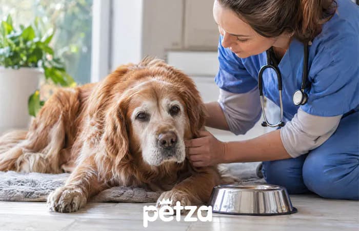 Köpeklerde Böbrek Hastalığı