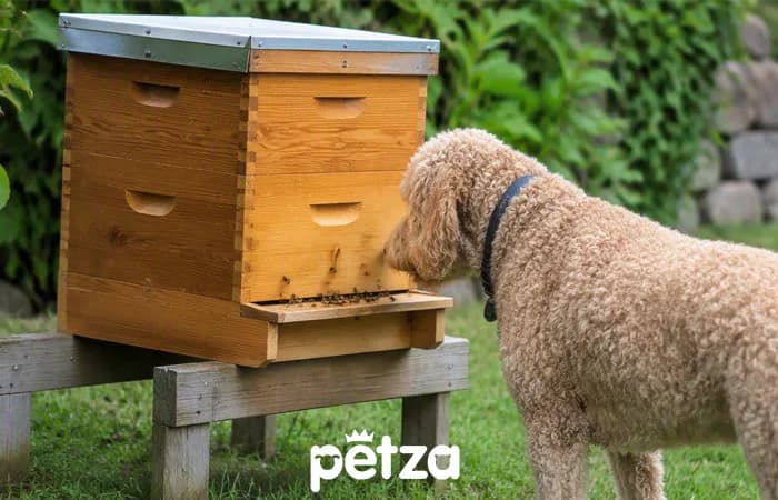 Köpeklerde Arı Sokması