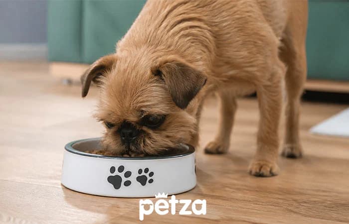 Brüksel Griffon Köpeği Özellikleri