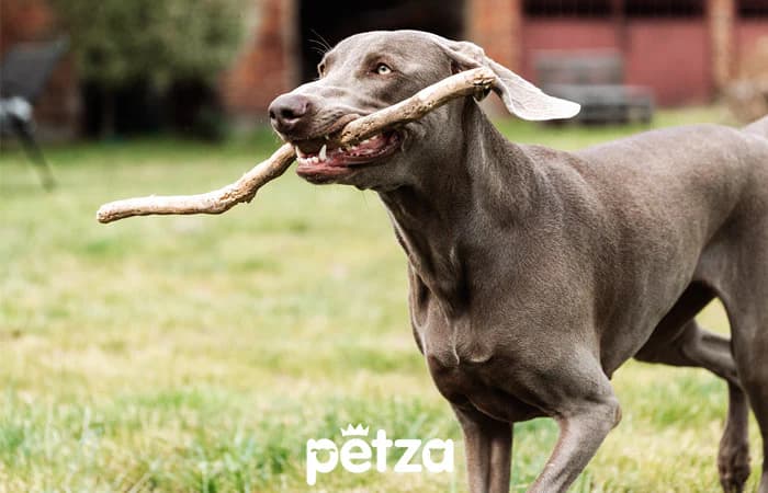 Weimaraner Köpek Özellikleri