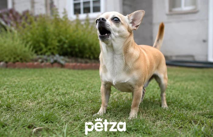 En Çok Havlayan Köpek Irkları: Chihuahua
