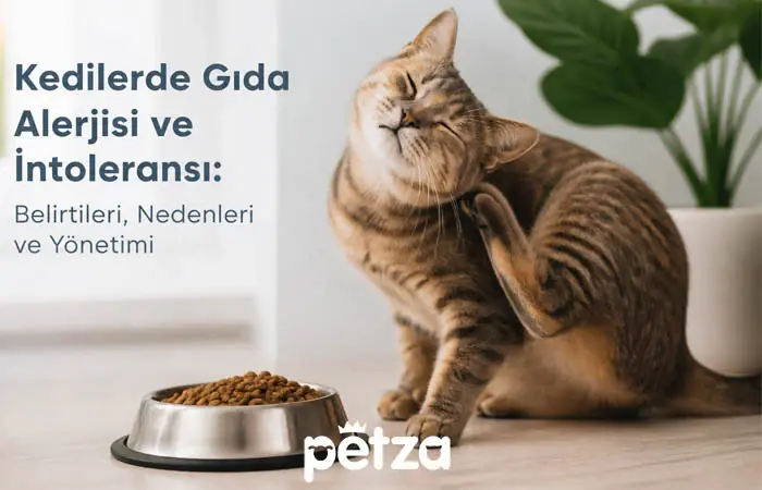 Kedilerde Gıda Alerjisi ve İntoleransı
