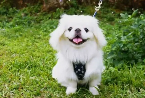 Pekinez Köpek Özellikleri