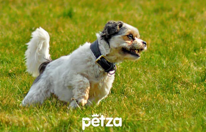 Shih Tzu Köpek