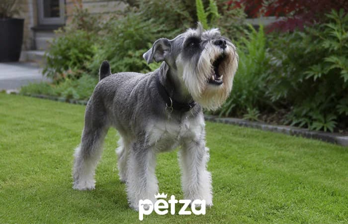 En Çok Havlayan Köpek Irkları: Miniature Schnauzer