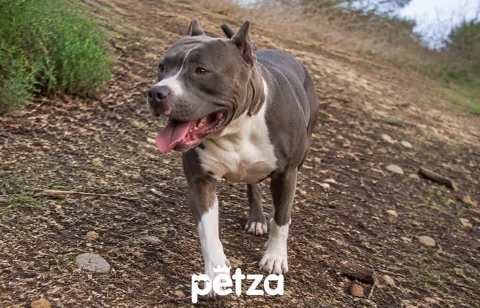 Pitbull Özellikleri