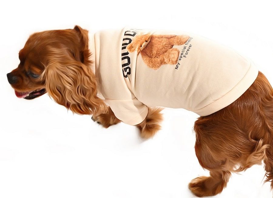 Küçük ve Orta Irk Köpek Sweater - Lammi