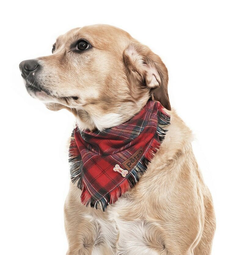 Köpek Bandana / Korowi