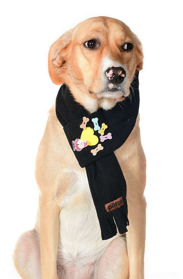 Polar Köpek Atkısı - Poto