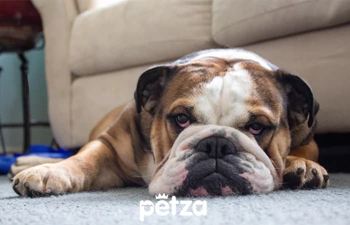 İngiliz Bulldog Özellikleri