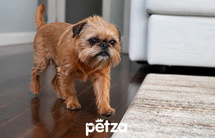 Brüksel Griffon Köpeği Özellikleri