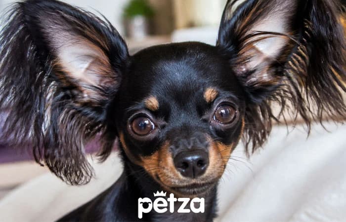 Rus Toy Teriyer Köpeği  - Russian Toy Terrier