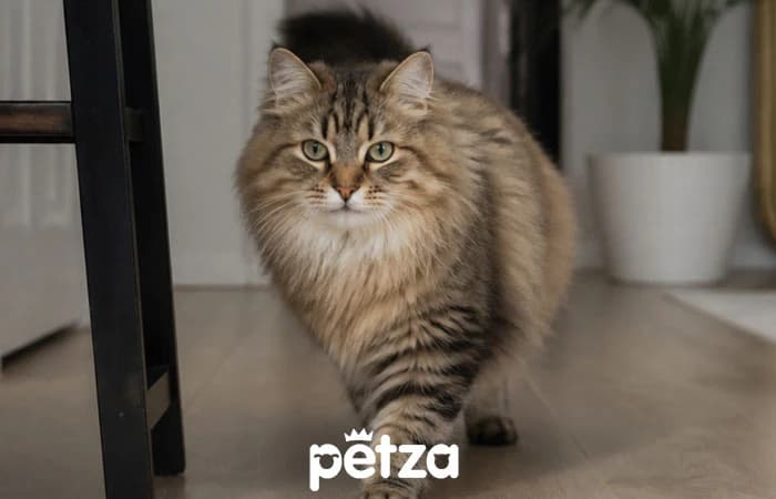 Sibirya Kedisi Özellikleri