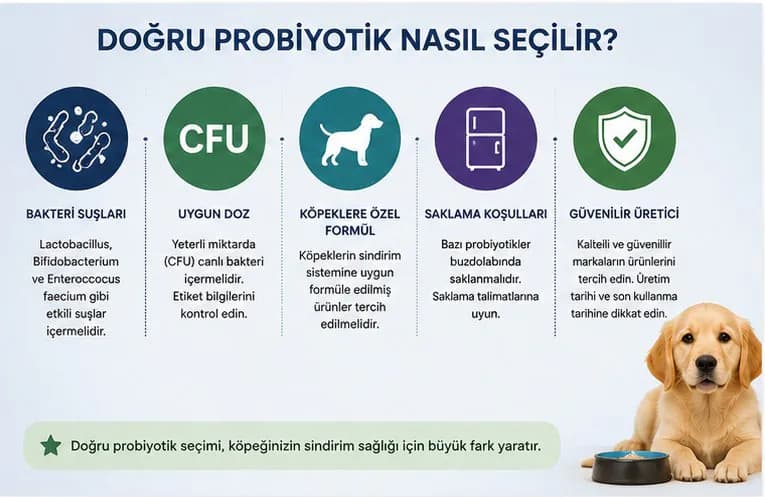 Doğru Probiyotik Nasıl Seçilir?