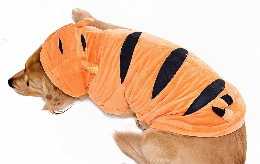 Orta ve Büyük Irk Köpek Polar Sweat - Kotka