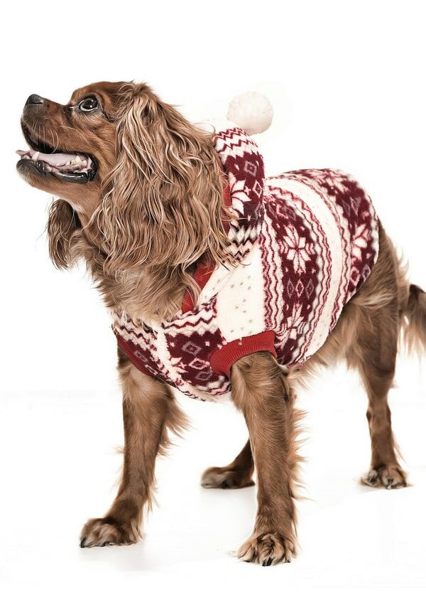 Köpek Ceket - Ponpon Polar Bordo