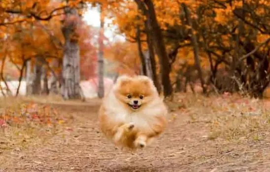 Pomeranian Köpek Özellikleri