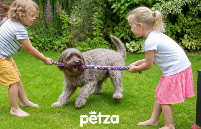 Barbet Köpeği Özellikleri