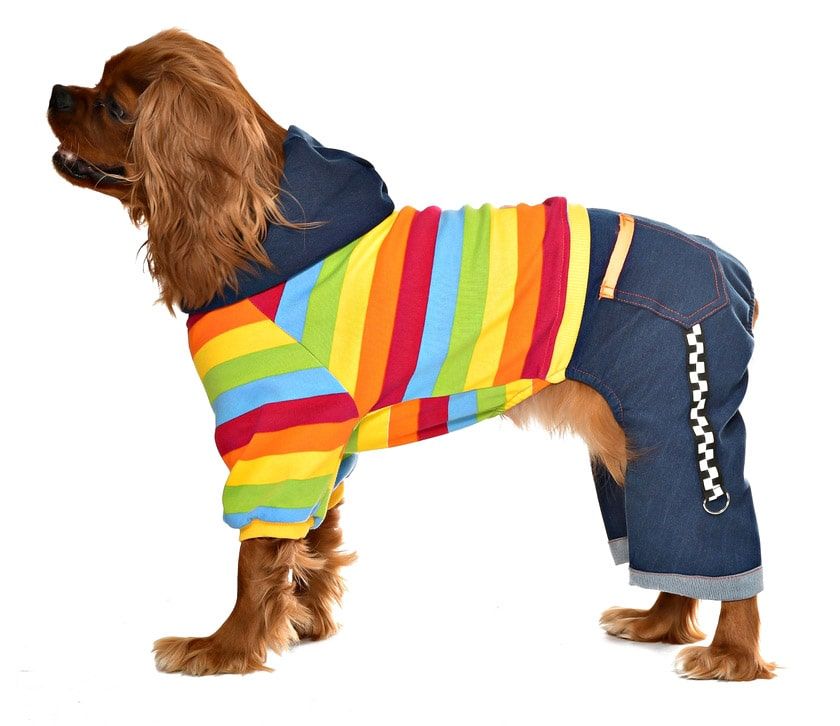 Köpek Tulumu - Rowan - Köpek Kıyafeti