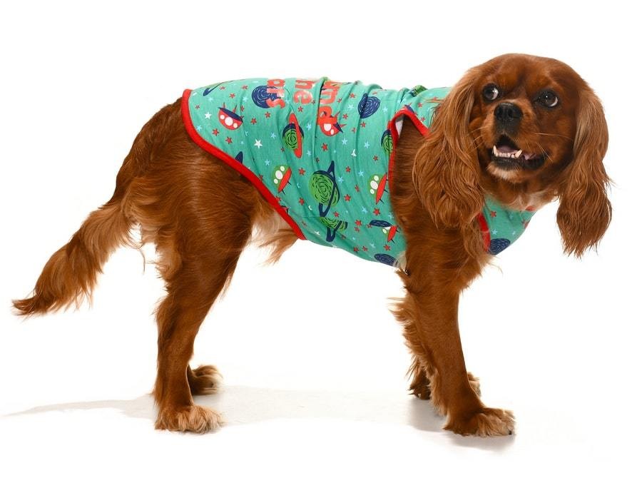 Küçük ve Orta Irk Köpek T-shirt Mari