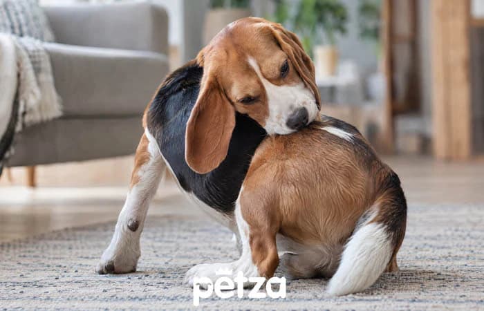 Köpeklerde Anal Bez Sorunları