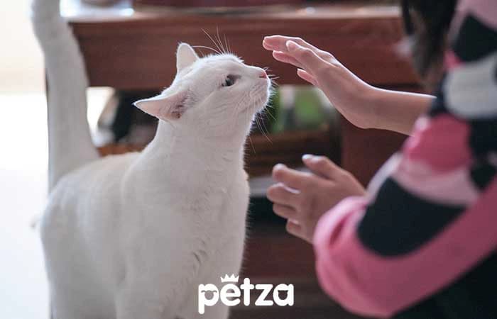 Kediler Köpekler Gibi Eğitilebilir mi?
