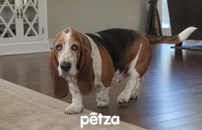Basset Hound Özellikleri