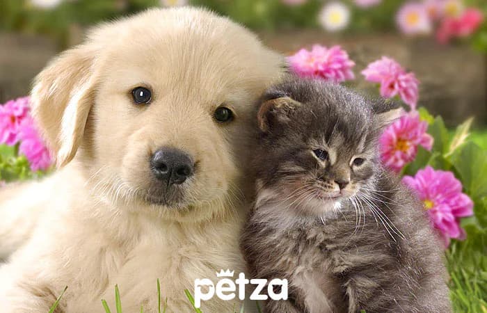 Kedi ve Köpek Sağlığı için Glukozamin