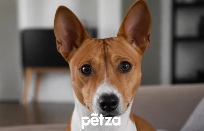 Basenji Köpeği Özellikleri