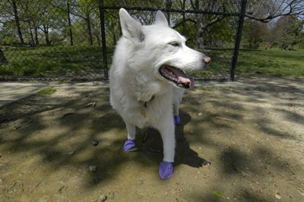 Köpek Galoşu PAWZ Medium mavi