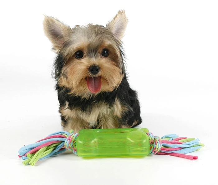 Köpek Oyuncak - At Çek Bone