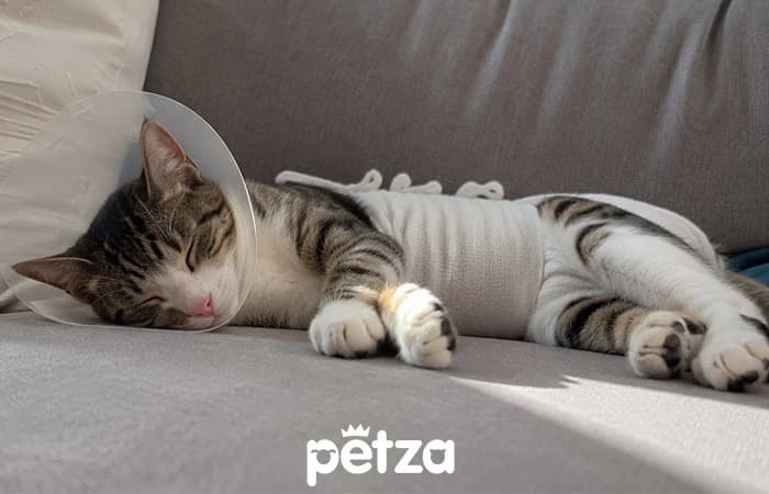 Kedi Kısırlaştırma Nasıl Yapılır?