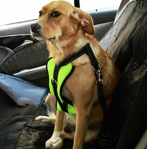 Köpek Araba Emniyet Kemeri Arnav-Petza