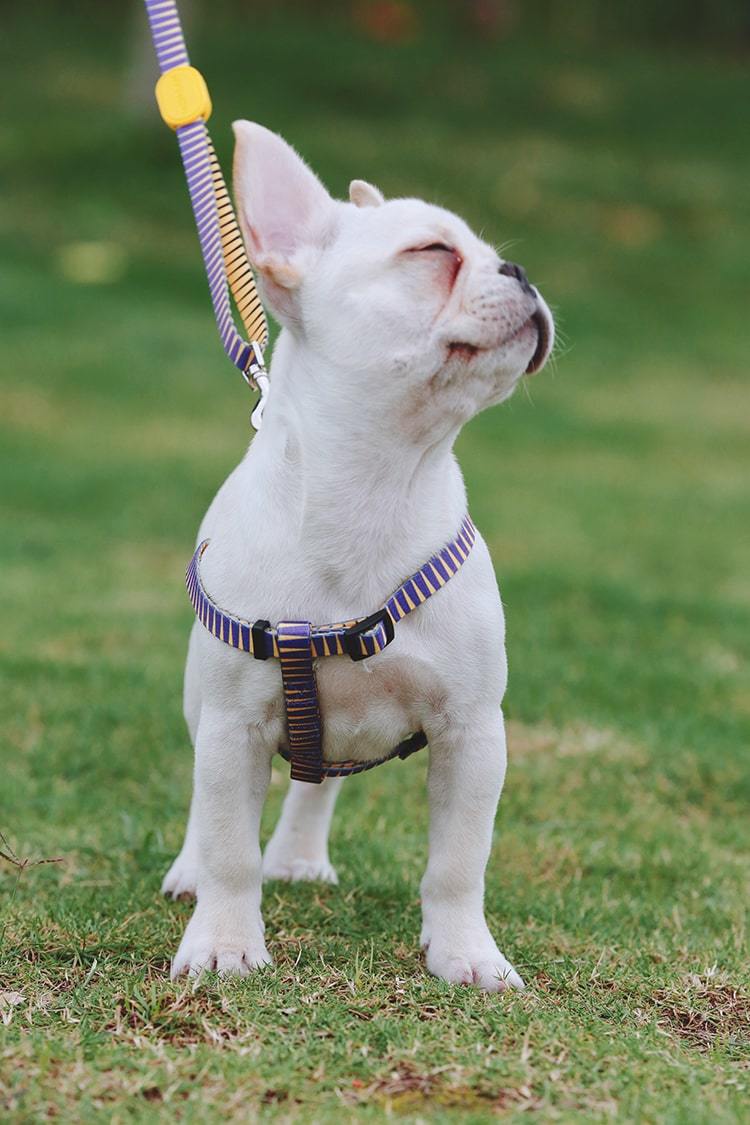 Köpek Göğüs Tasması Hi Dream Pharaoh