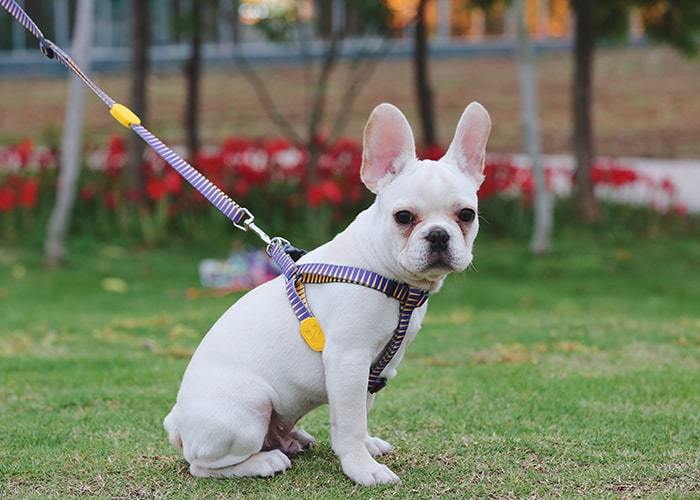 Köpek Göğüs Tasması Hi Dream Pharaoh