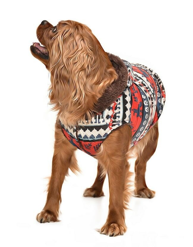 Köpek Küçük ve Orta Irk Mont  Reindeer  Dışı Yağmurluk İçi Polar