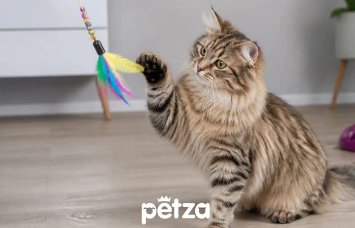 Sibirya Kedisi Özellikleri