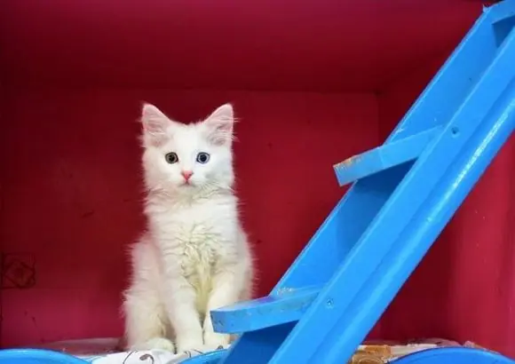 Yavru Kedi Bakımı-2