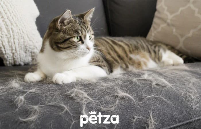 Kedi Tüy Dökülmesi