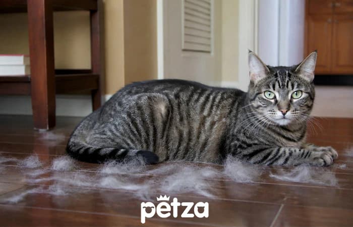 Kedi Tüy Dökülmesi: Nedenleri, Çözüm Yolları ve Bakım Rehberi