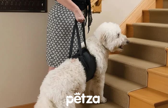 Moppa Köpek Kaldırma Kayışı - Petza